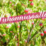 Marjoja kukkimassa ja teksti: juhannusaatto Ravintola Haltiassa
