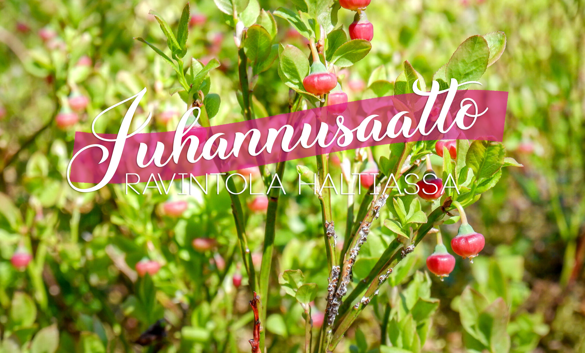 Juhannusaatto Haltiassa Ravintola Haltia