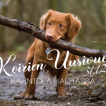 Taustalla koira, joka kantaa keppiä suussa. Etualalla teksti: Koirien uusi vuosi 31.12. Ravintola Haltiassa